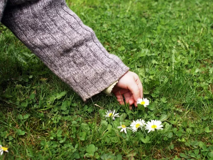 blog cuando se recogen las almendras en andalucia
