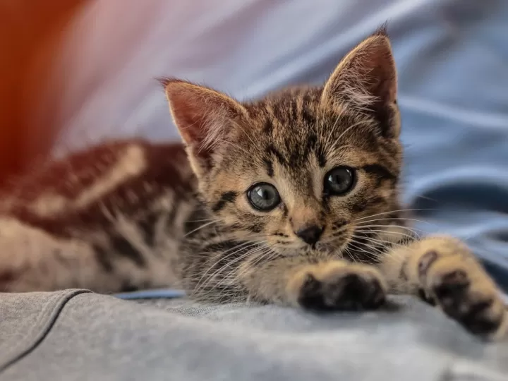 clorhexidina para gatos usos efectos secundarios y contraindicaciones