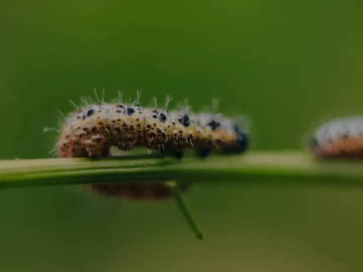 como se escribe orugas o horugas