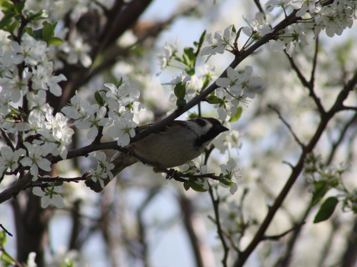 Comparativa de pares de apriete para el árbol de levas 1.9 TDI: ¿Cuál es el más adecuado para tu motor?