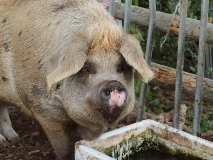 cuanto ganas en la loteria de navidad