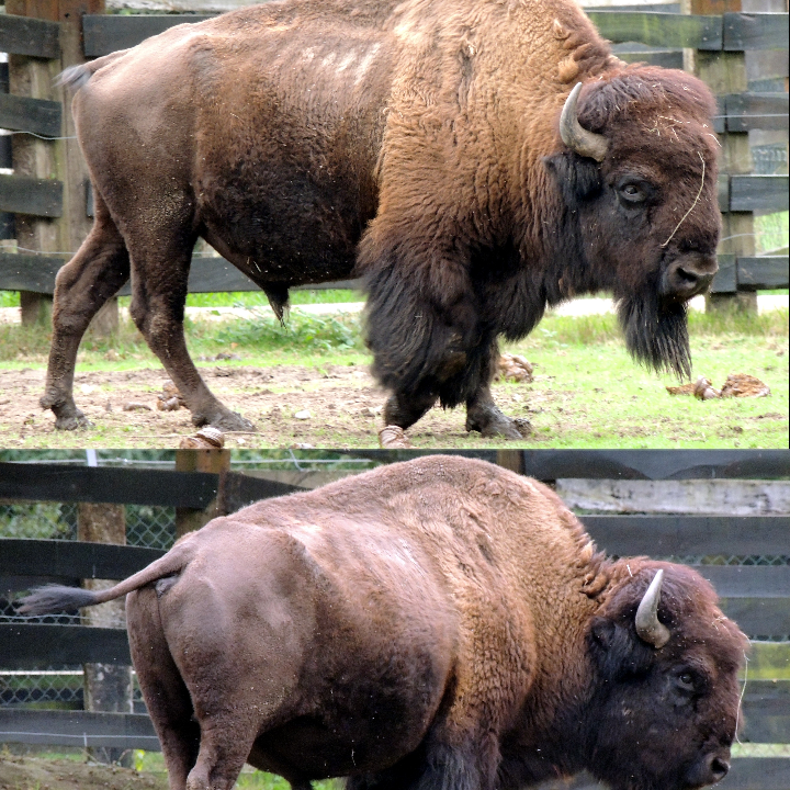Estos son los 109 animales prohibidos en España que no puedes tener en casa