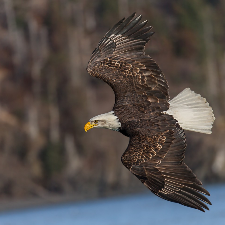 Explorando las Palabras Compuestas en Valenciano
