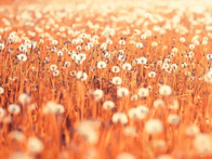 fluff social club camiseta panda puffer off white