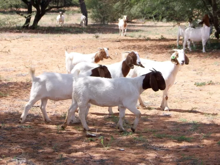 nombres significado del nombre inaki 2