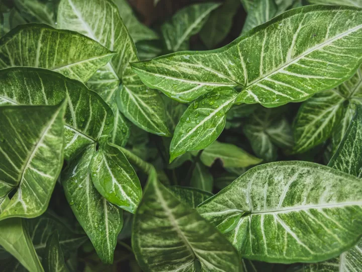 planta hoja elegante es de sol o sombra