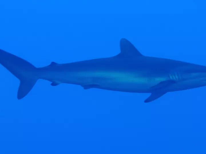 quien es el enemigo del megalodon