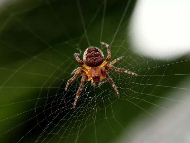 trampas para pulgas mercadona