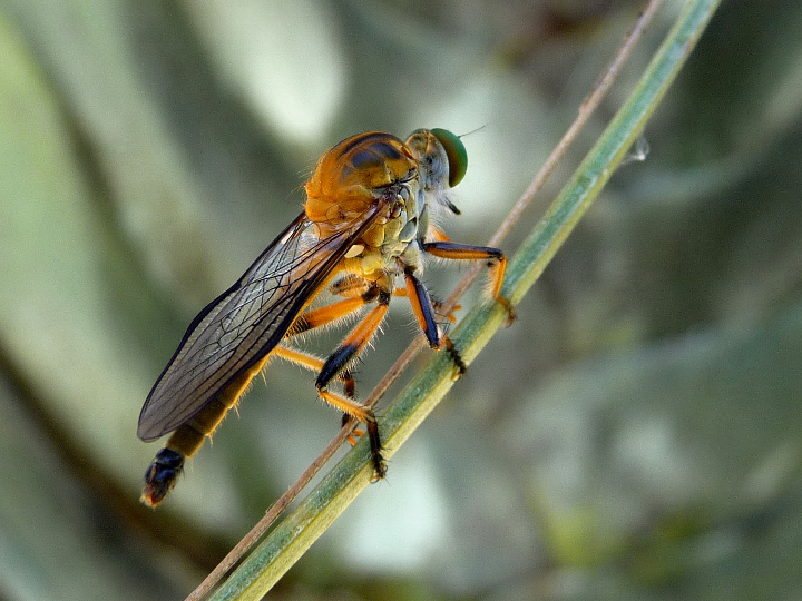 Winston picadura de liar o entubar (135 g): Precio, Información y Opiniones